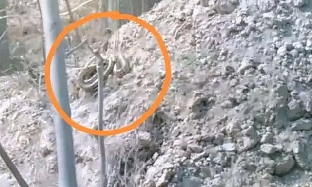 河南商丘大蛇坟头晒太阳引起村民祭拜早春蛇应该冬眠为何出洞