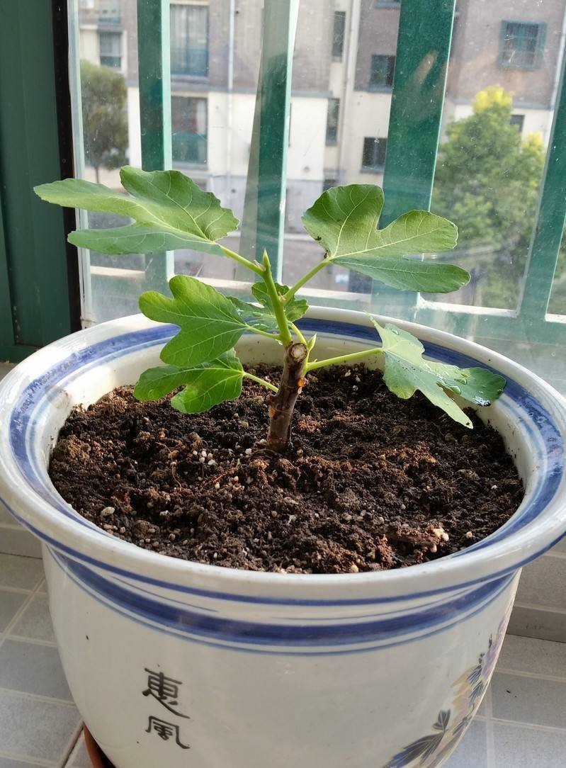 无花果幼苗在花卉的店铺里基本很难买到,因为它们是属于水果树,所以最