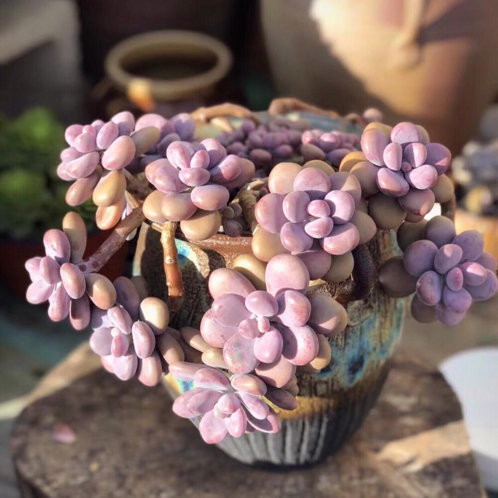 多肉桃蛋长得慢养出状态有技巧我们了解一下吧