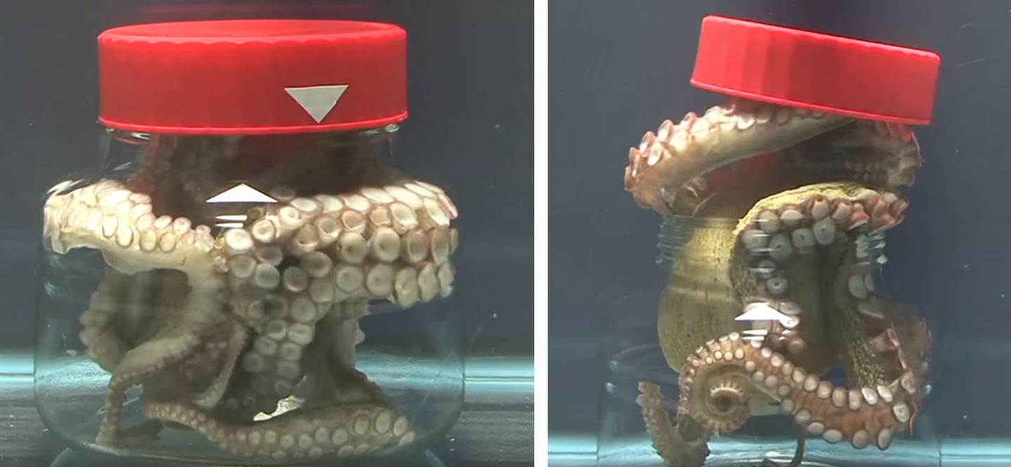 它们的智商已经高到人类无法理解,即使还没有爬到食物链顶端!休闲区蓝鸢梦想 - Www.slyday.coM 它们的智商已经高到人类无法理解,即使还没有爬到食物链顶端!休闲区蓝鸢梦想 - Www.slyday.coM