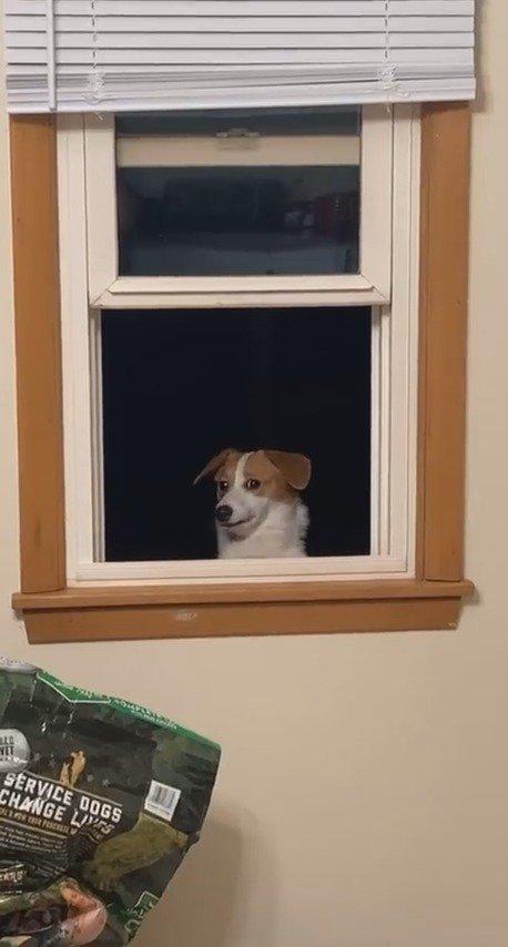 每次网友做饭的时候,狗子都会在外面暗中观察