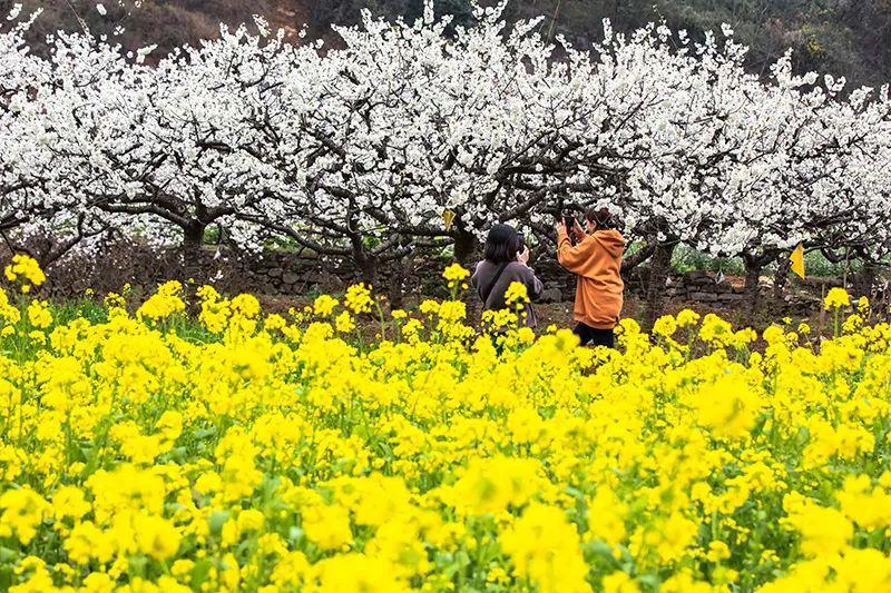 興仁:大山鎮上務村2000畝櫻桃花開春意濃