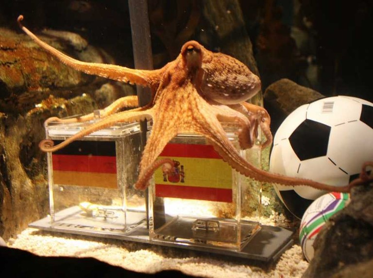 它们的智商已经高到人类无法理解,即使还没有爬到食物链顶端!休闲区蓝鸢梦想 - Www.slyday.coM 它们的智商已经高到人类无法理解,即使还没有爬到食物链顶端!休闲区蓝鸢梦想 - Www.slyday.coM