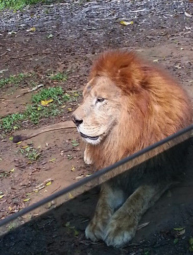 管理员丢进去了几只狗,结果让游客目瞪口呆|游客|动物园|狗狗_新浪