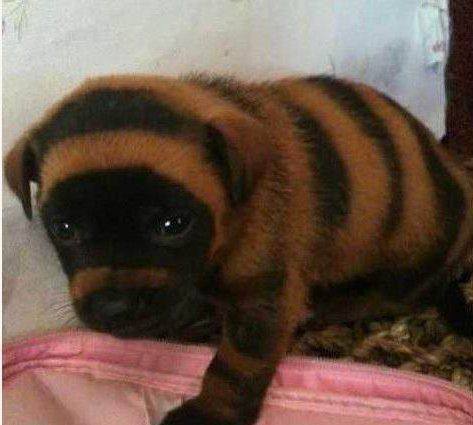 女子买了黄黑相间条纹的蜜蜂狗带回家后傻了