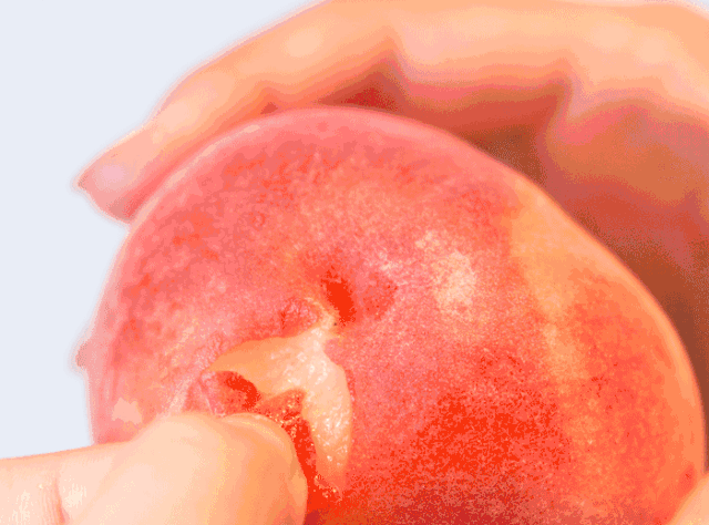 桃子的果型美观,肉质细软,汁多味甜,香气浓郁,皮薄易剥,入口即化,以让