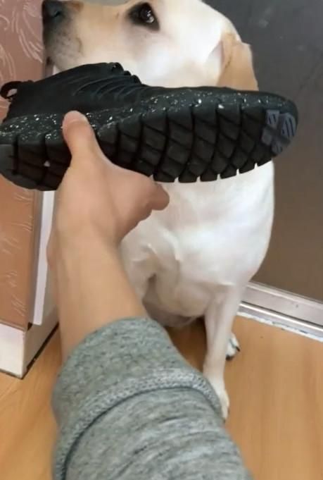 果然不出所料,网友蹲下以后,从身后拿出了一只自己穿了很久的鞋子,凑