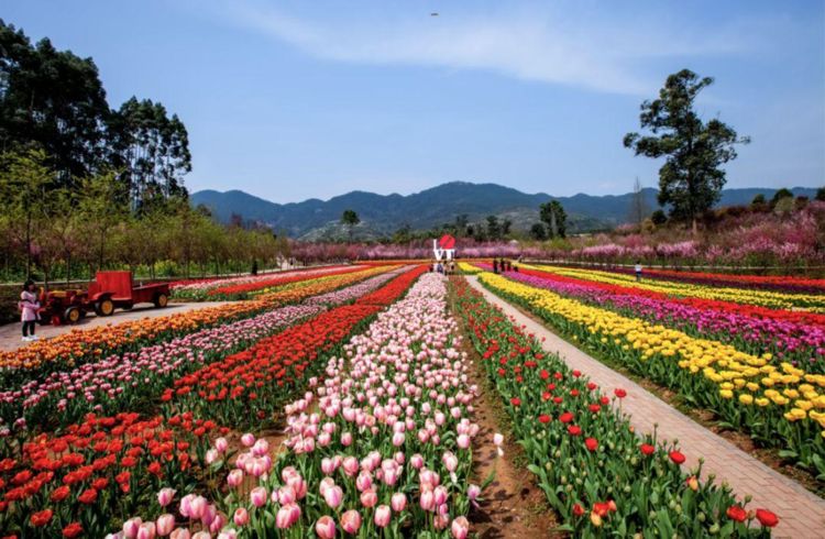重庆有一春游最佳的公园拥有多种花卉是一处赏花地