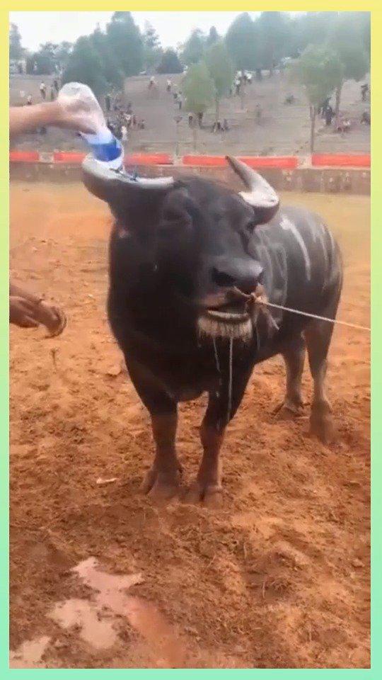 这头水牛比赛得了冠军,这放荡不羁的表情,真骚气