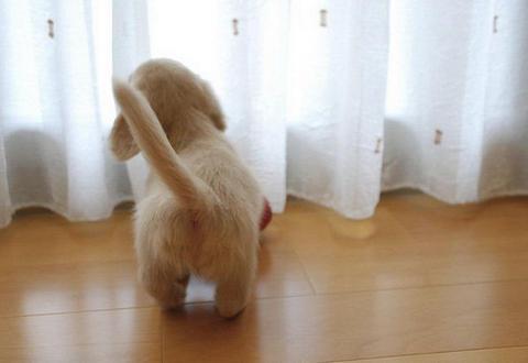 送人3年的狗狗再次见面它还认识我狗狗会记住主人多久