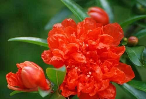 女孩小石榴的出生,开始了她传奇般美妙的故事与人生休闲区蓝鸢梦想 - Www.slyday.coM