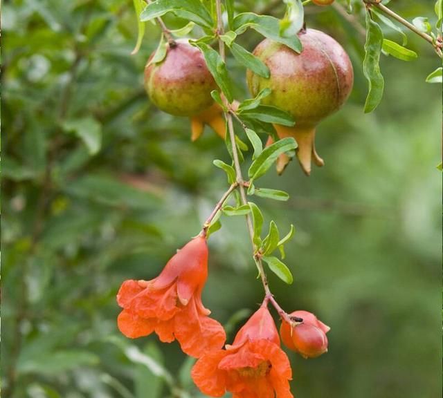 女孩小石榴的出生,开始了她传奇般美妙的故事与人生休闲区蓝鸢梦想 - Www.slyday.coM