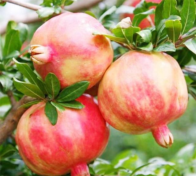 女孩小石榴的出生,开始了她传奇般美妙的故事与人生休闲区蓝鸢梦想 - Www.slyday.coM