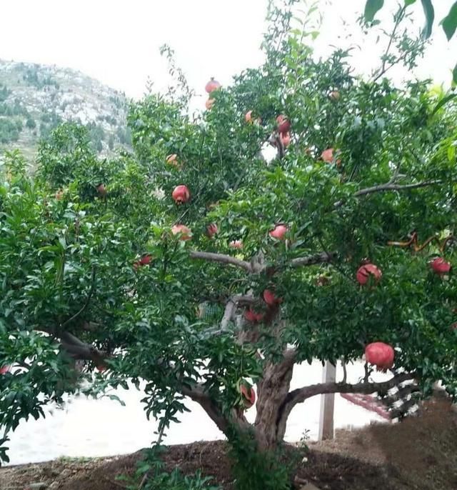 女孩小石榴的出生,开始了她传奇般美妙的故事与人生休闲区蓝鸢梦想 - Www.slyday.coM