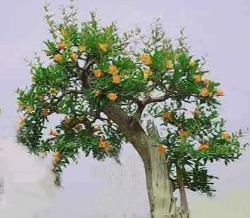 女孩小石榴的出生,开始了她传奇般美妙的故事与人生休闲区蓝鸢梦想 - Www.slyday.coM