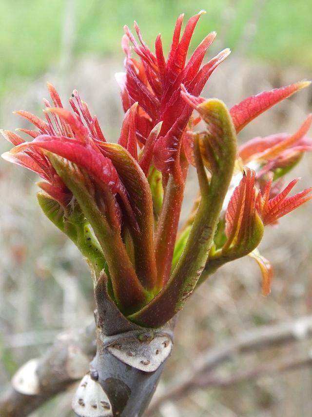 想吃香椿炒蛋,还得再等几天|香椿|香椿树|炒蛋_新浪新闻