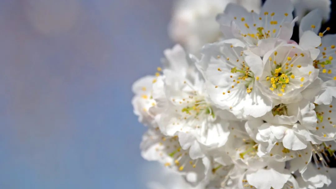 我想把云南的整个春天都送给你 含视频 手机新浪网