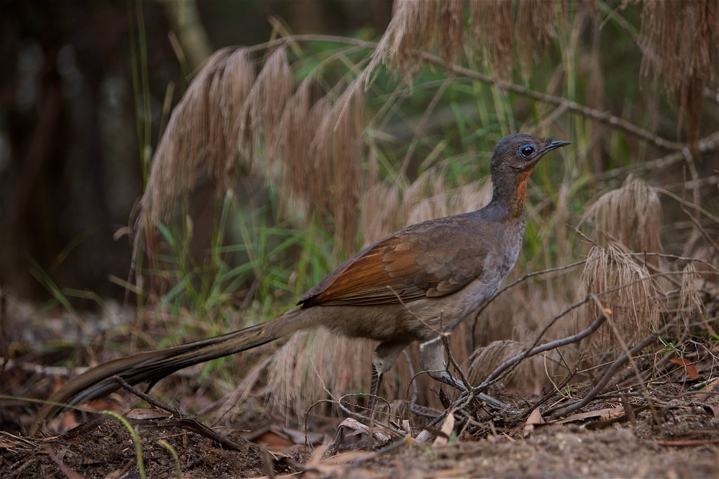 雄琴鸟故意模仿捕食者的声音,吓唬雌性与之交配|琴鸟|雄性|交配_新浪
