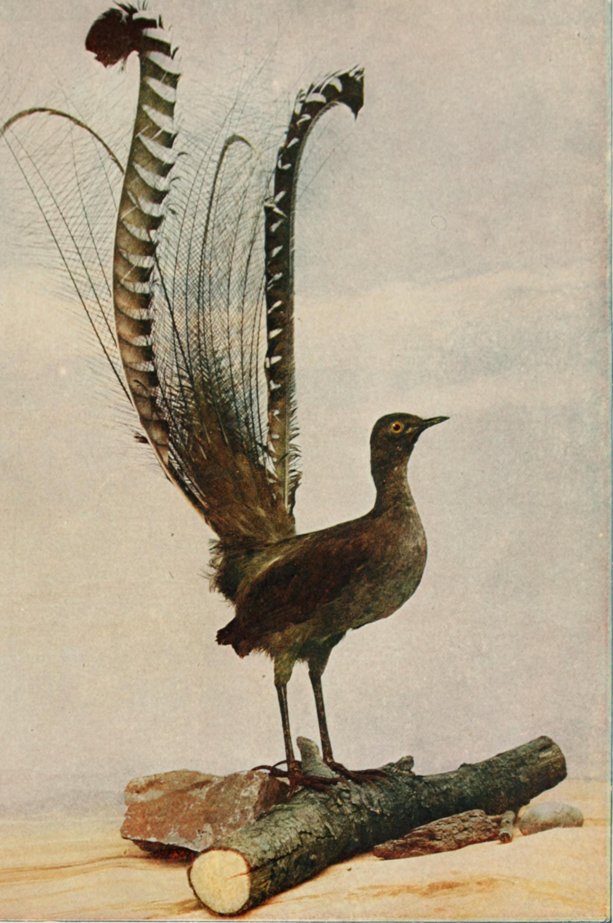 雄琴鸟故意模仿捕食者的声音,吓唬雌性与之交配|琴鸟|雄性|交配_新浪