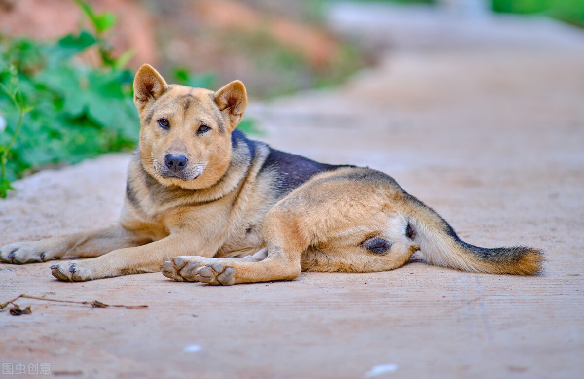 狗狗知道要死了,临死前离家出走,找到它后,哭着跟主人告别休闲区蓝鸢梦想 - Www.slyday.coM 狗狗知道要死了,临死前离家出走,找到它后,哭着跟主人告别休闲区蓝鸢梦想 - Www.slyday.coM