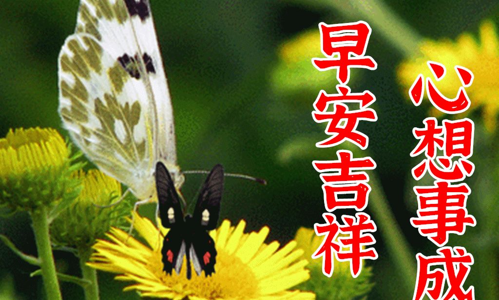春天天清晨早上好问候祝福动画图片鲜花带字