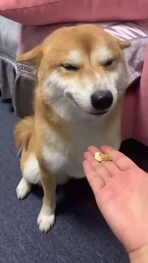柴犬认错三连招:眯眯眼,飞机耳,礼貌而不是尴尬的微笑