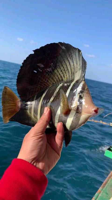 这条鱼好可爱,这小嘴撅的 (来源:黄岩阿斌)