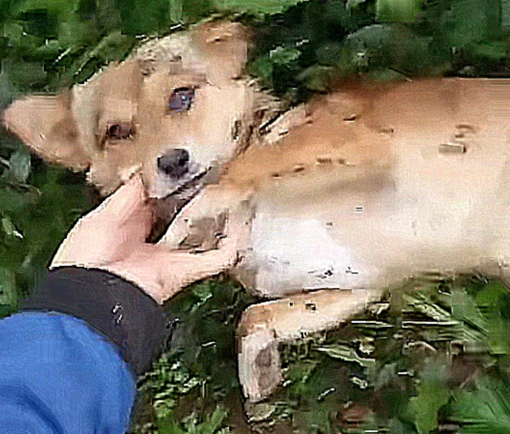 狗狗知道要死了,临死前离家出走,找到它后,哭着跟主人告别休闲区蓝鸢梦想 - Www.slyday.coM 狗狗知道要死了,临死前离家出走,找到它后,哭着跟主人告别休闲区蓝鸢梦想 - Www.slyday.coM