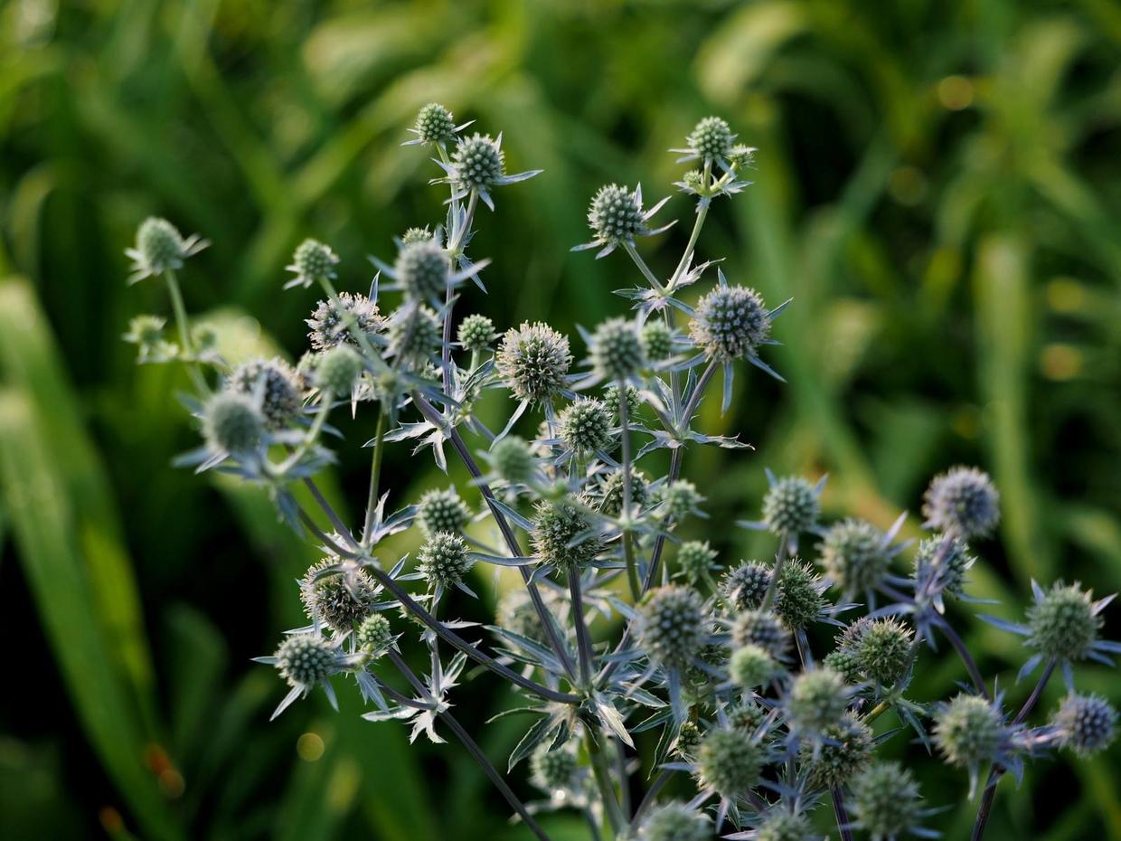 种出好看的海东青收获一片花海