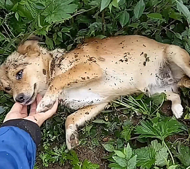 狗狗知道要死了,临死前离家出走,找到它后,哭着跟主人告别休闲区蓝鸢梦想 - Www.slyday.coM 狗狗知道要死了,临死前离家出走,找到它后,哭着跟主人告别休闲区蓝鸢梦想 - Www.slyday.coM