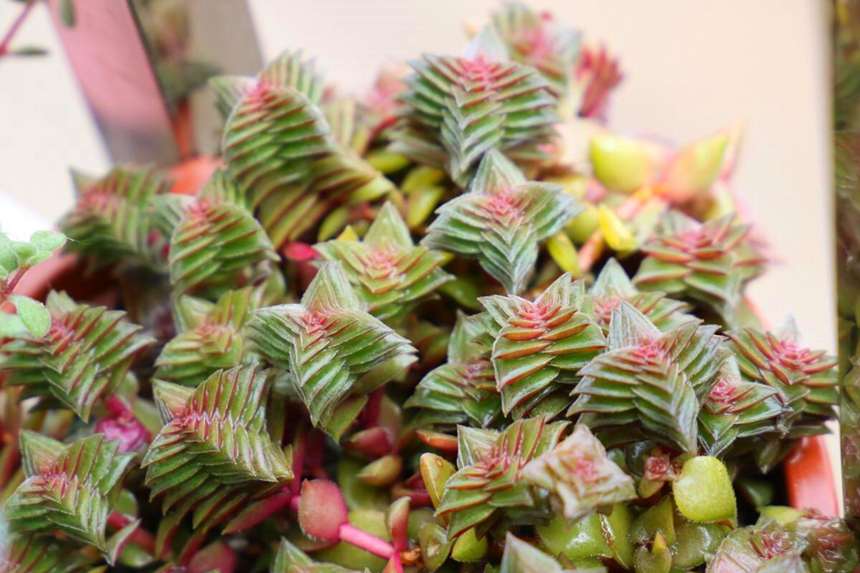 眼前一亮的多肉植物推荐景天科青锁龙属一睹为快吧