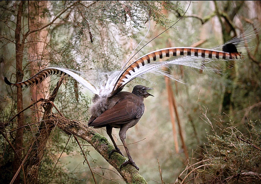 雄琴鸟故意模仿捕食者的声音,吓唬雌性与之交配|琴鸟|雄性|交配_新浪