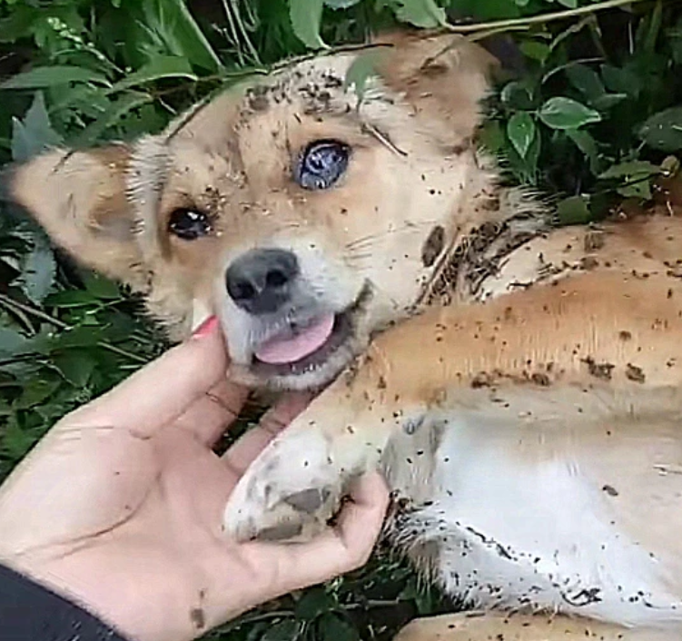 狗狗知道要死了,临死前离家出走,找到它后,哭着跟主人告别休闲区蓝鸢梦想 - Www.slyday.coM 狗狗知道要死了,临死前离家出走,找到它后,哭着跟主人告别休闲区蓝鸢梦想 - Www.slyday.coM