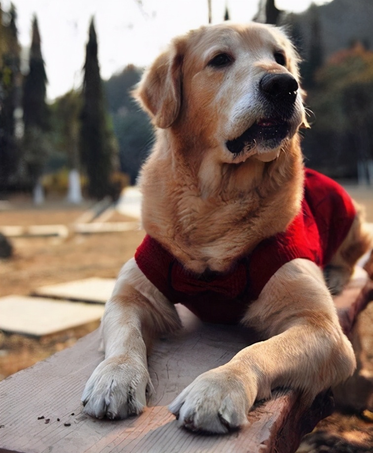 狗狗几岁算老年正确的饲养方式快点掌握好