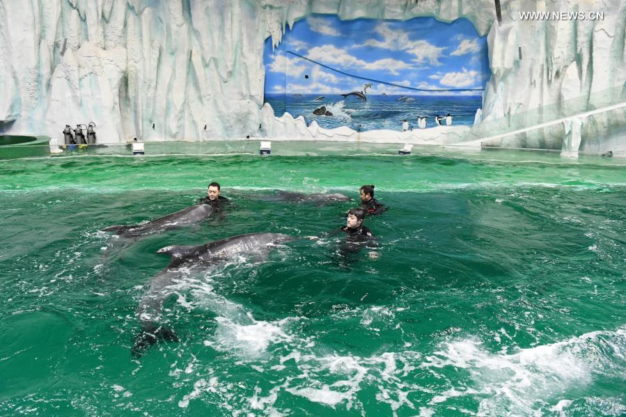 Dolphins adapt to the new environment in the performance pool after they are transferred to the Harbin Polarland in Harbin, northeast China's Heilongjiang Province, Feb. 27, 2021. (Photo by Zhang Tao/Xinhua)