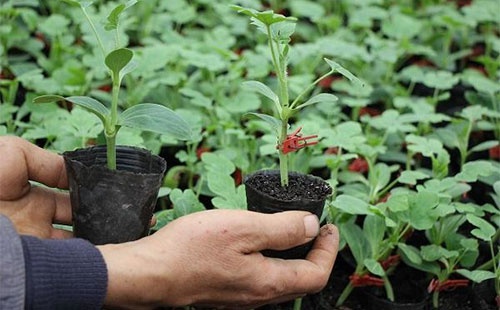 西瓜嫁接前做好准备,适时嫁接是嫁接成活的关键|砧木|接穗|嫁接苗