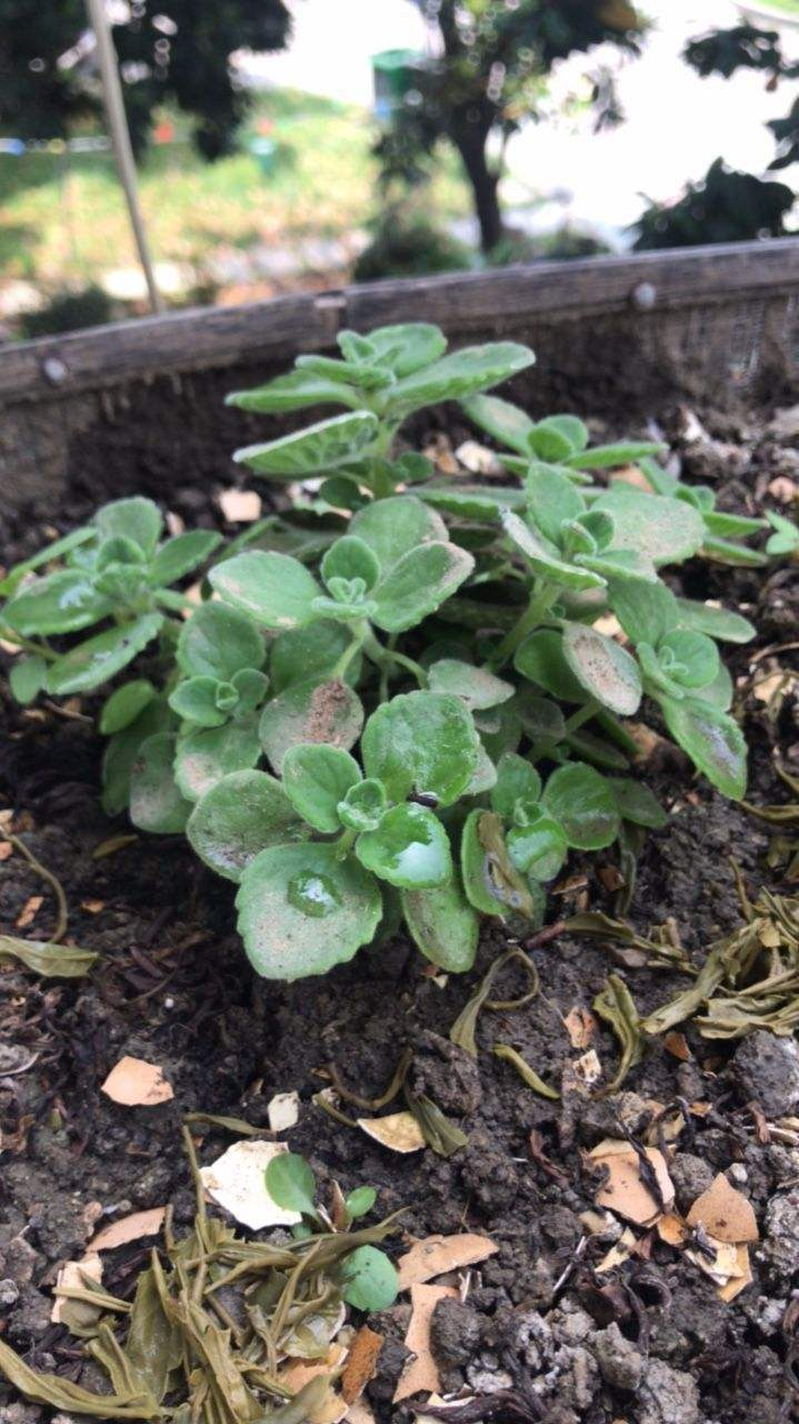 性和透气性良好的土壤,所以我们可以直接用多肉营养土来养护碰碰香