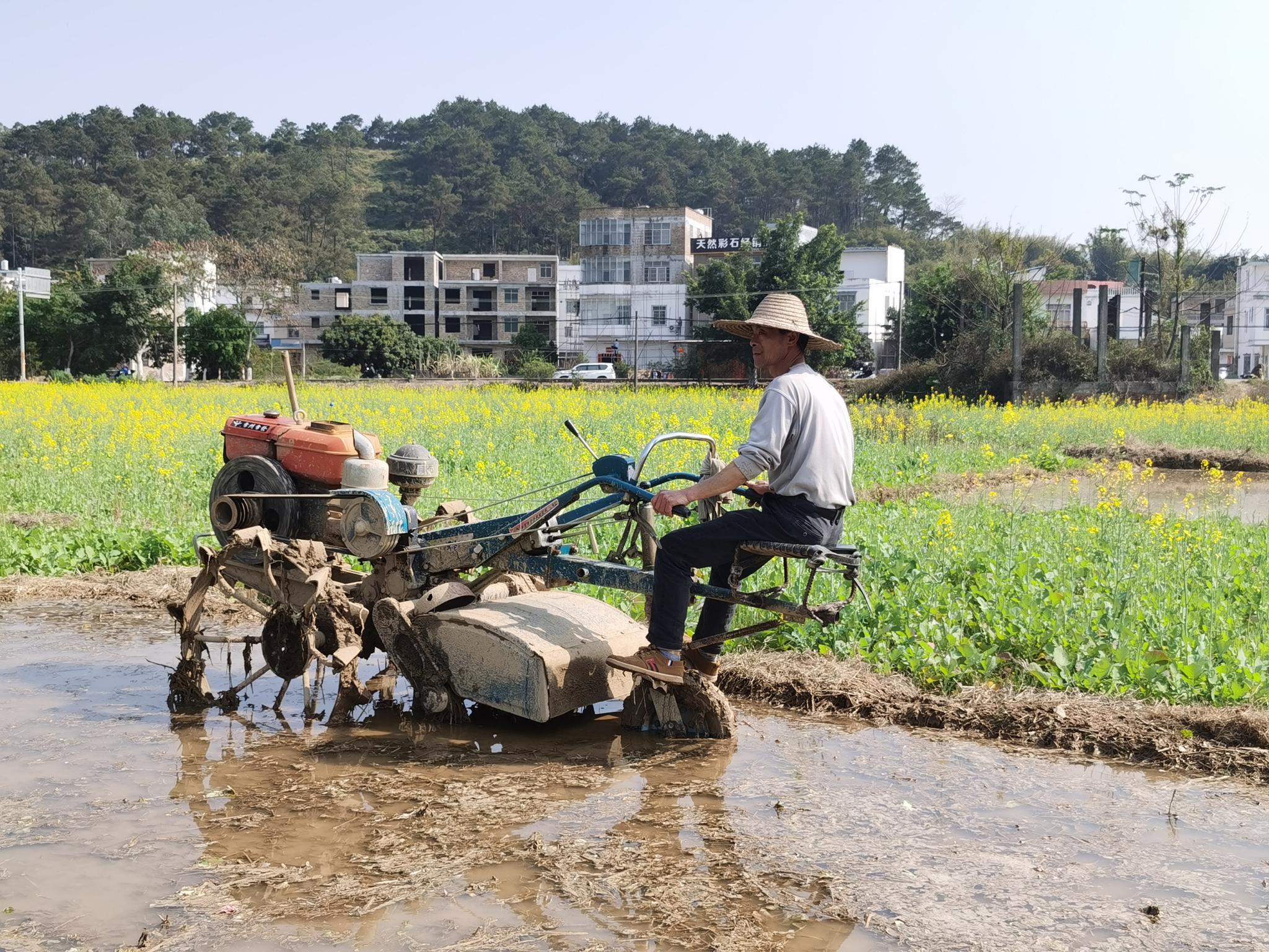 在广西桂平市石咀镇治安村,村民冼才负正在用机器犁地