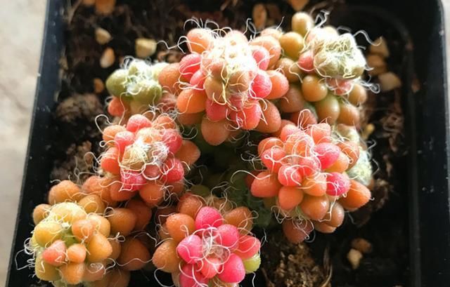 多肉茶笠是个小可爱,不但毛茸茸的,而且养出状态后还能变成彩色