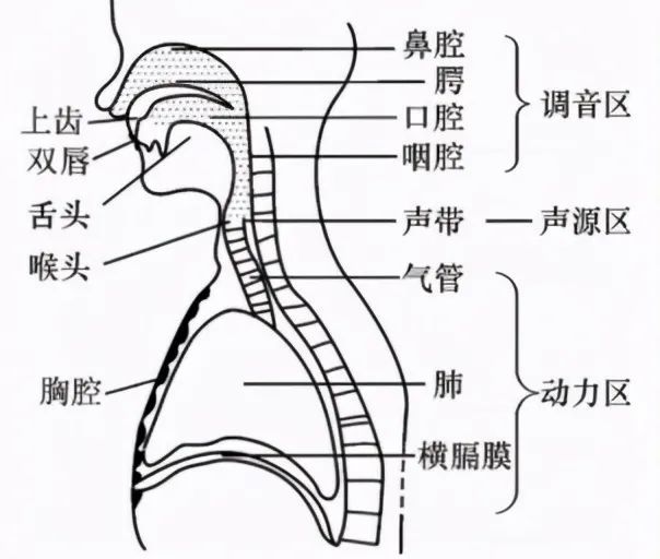 一是动力区包括气管,肺,横膈膜;二是声源区:声带;三是调声区由鼻腔,腭