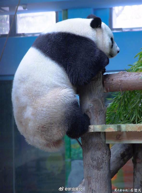 大熊猫春俏胖妞准备离开武汉春俏胖妞可能不会再回武汉