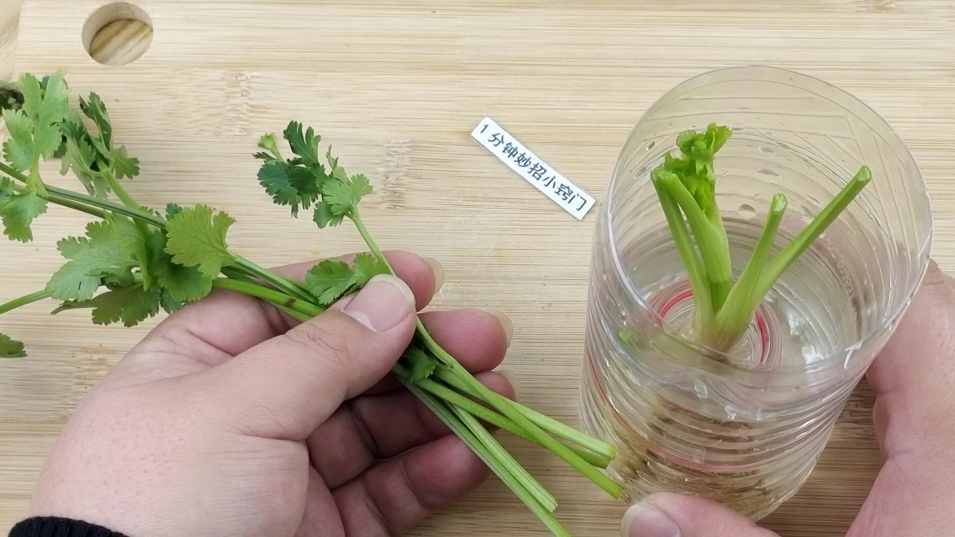 空水瓶不要再扔掉了用它种香菜真棒邻居见了都学起来了