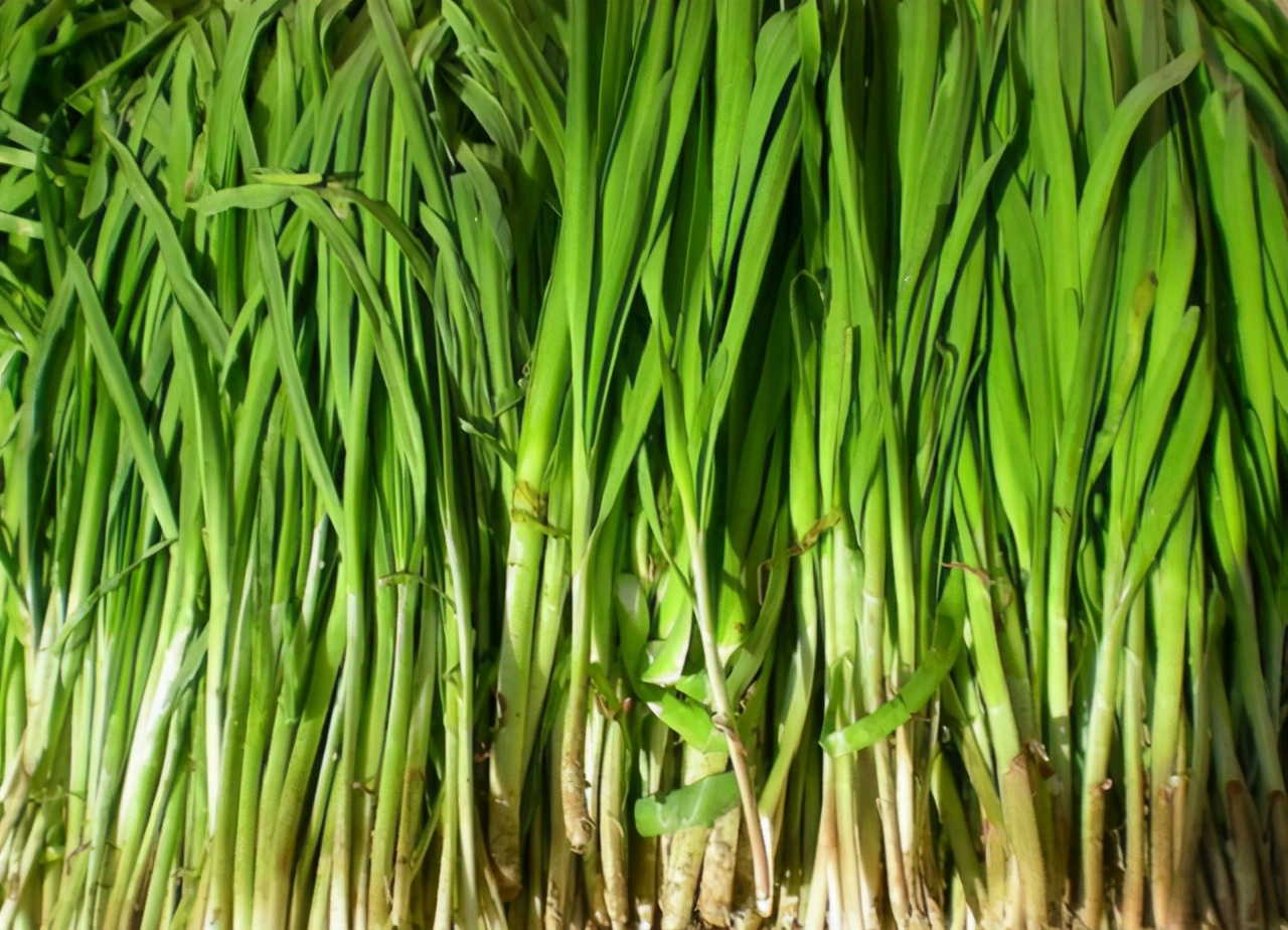 买韭菜白根和红根要分清口感差距大弄清再买不吃亏