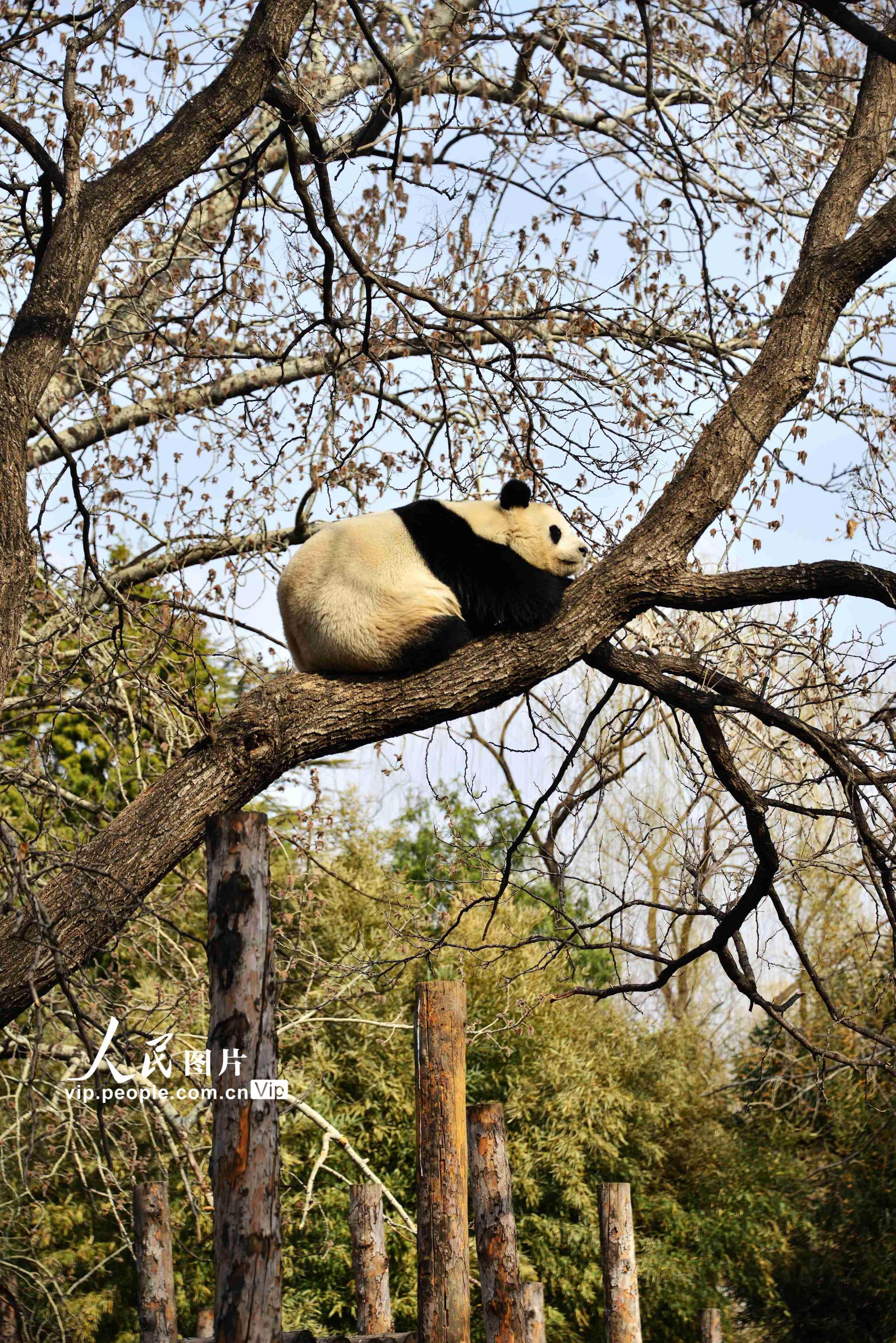 熊猫趴树上图片