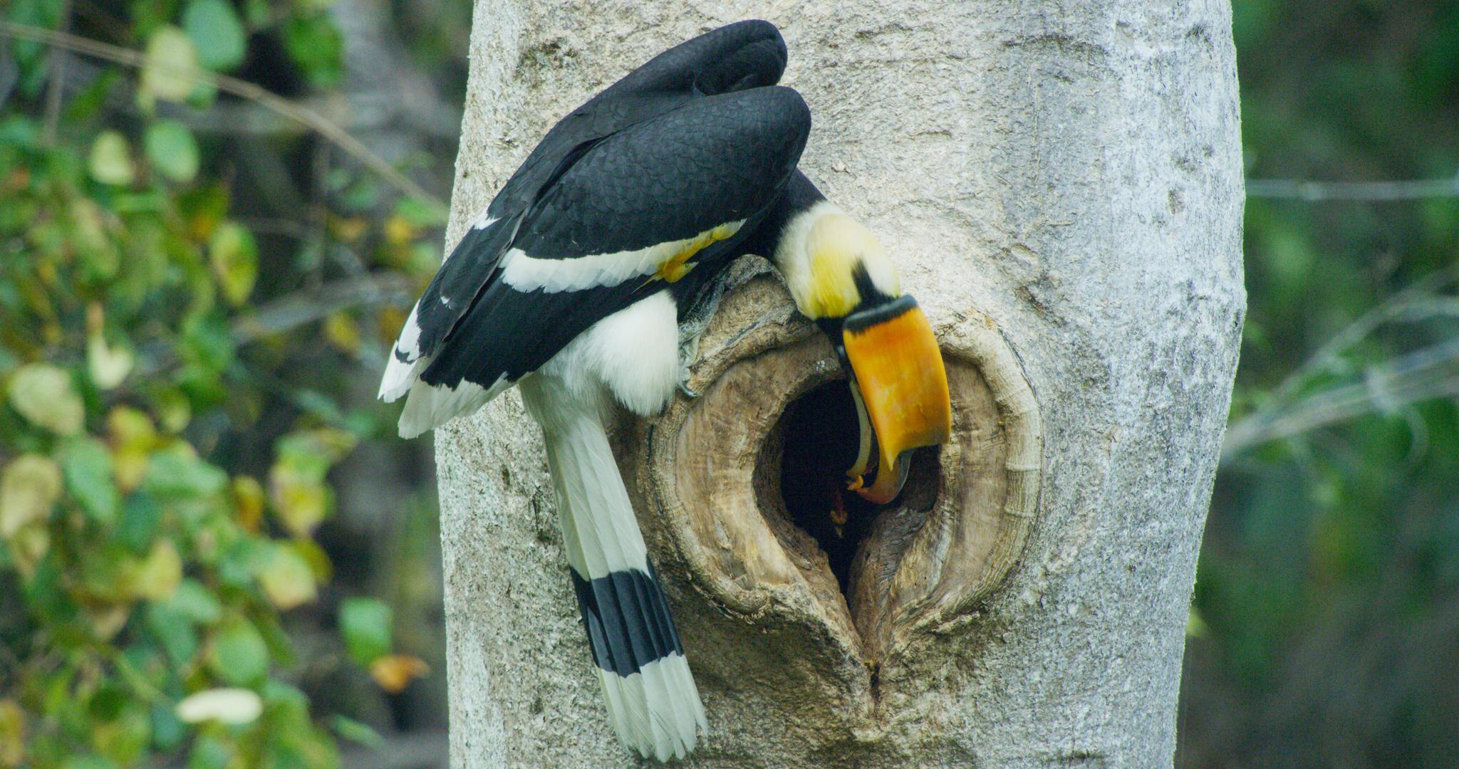 罕见!云南盈江记录到双角犀鸟封巢影像