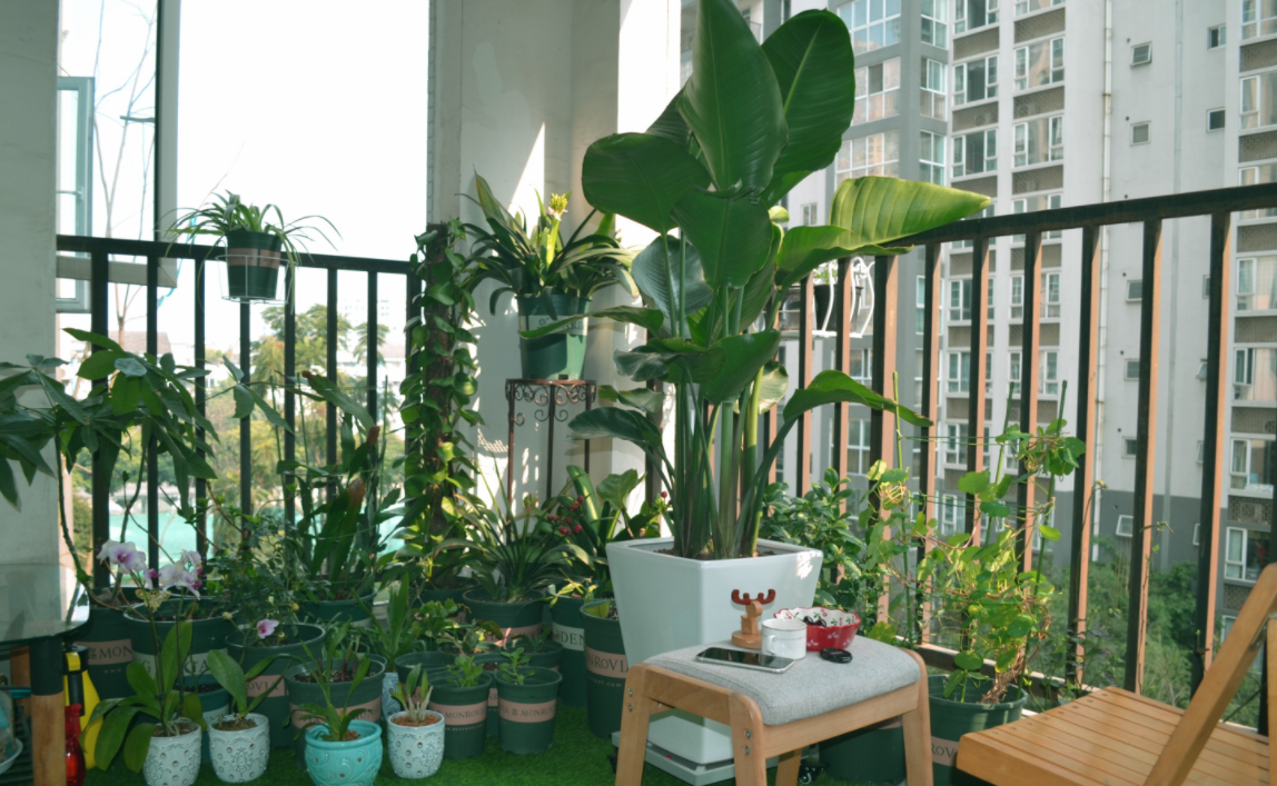 阳台养花,"3种土"不能用,好的土壤,才是养好花的关键