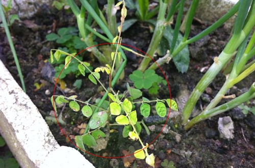 种的时候要注意根据杨桃种子的多少选择容器的大小,盆土最好是经过