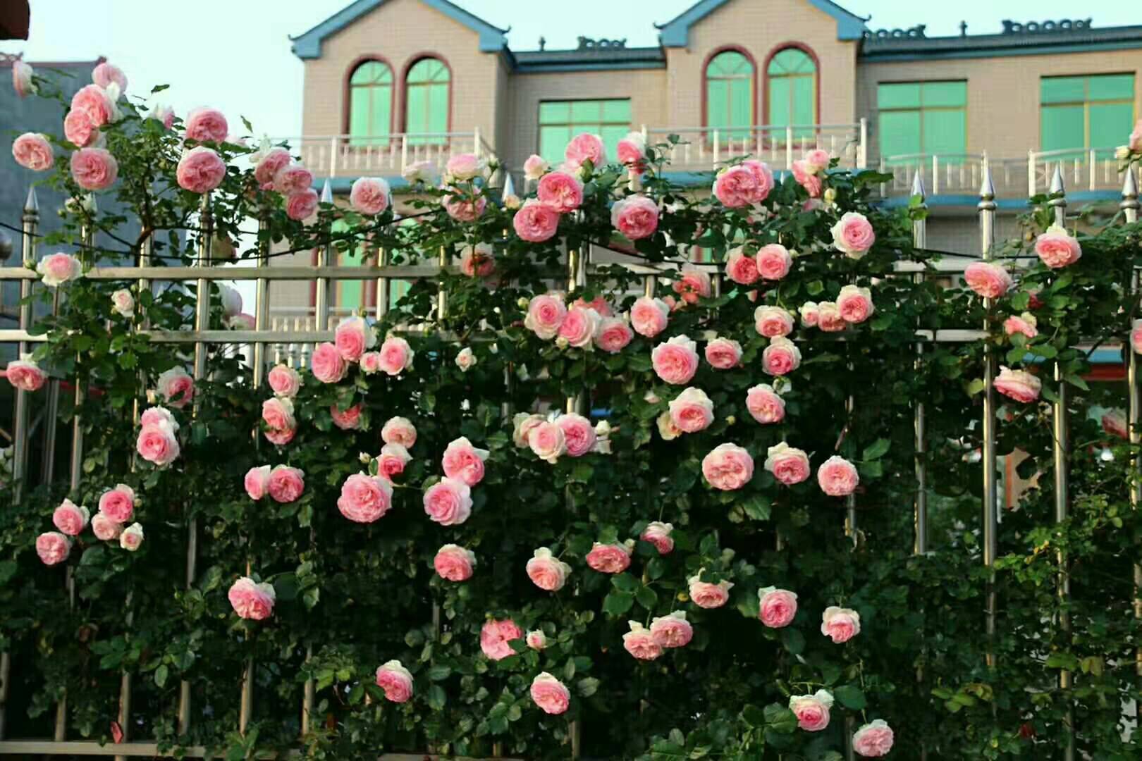 种这两种开花植物,包装一下效果好|院子|花卉|藤本月季_新浪新闻