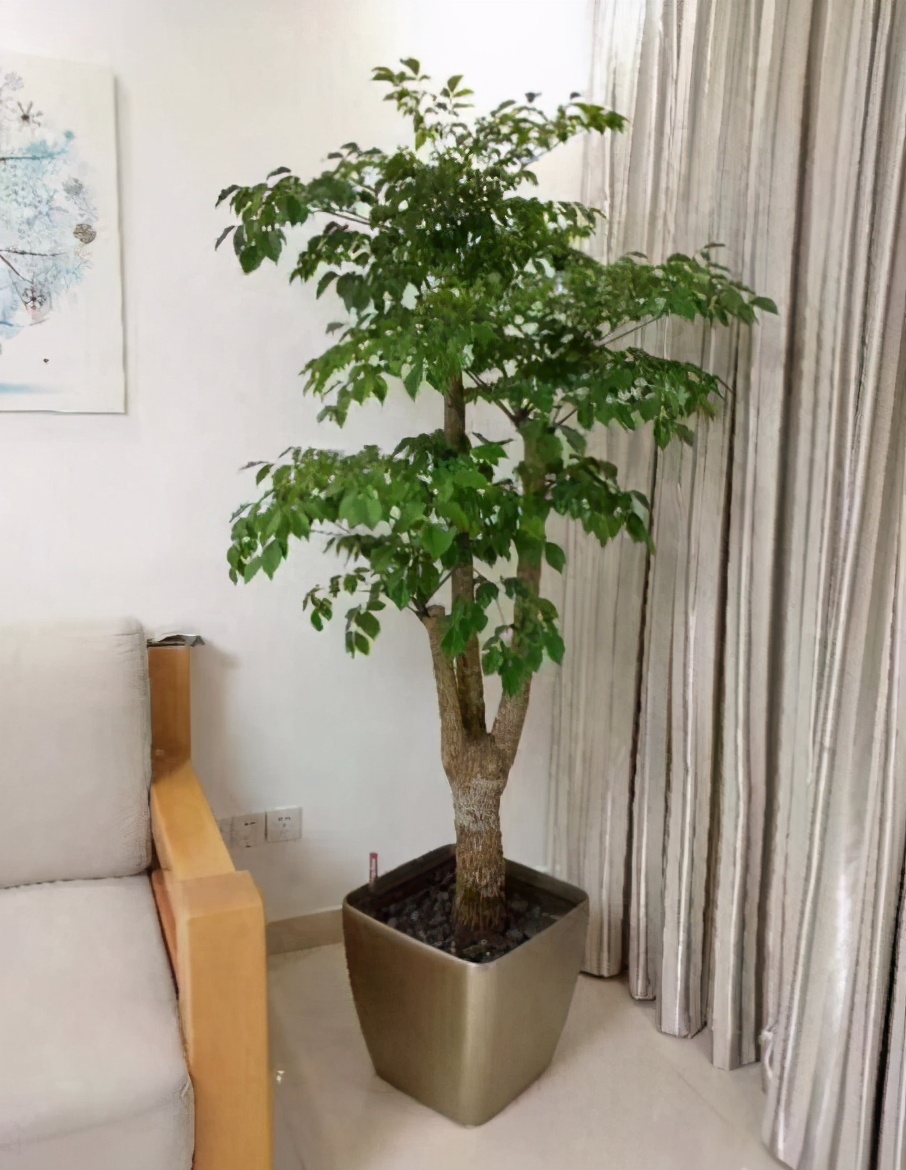 想要养好幸福树,一定要做好这5点!