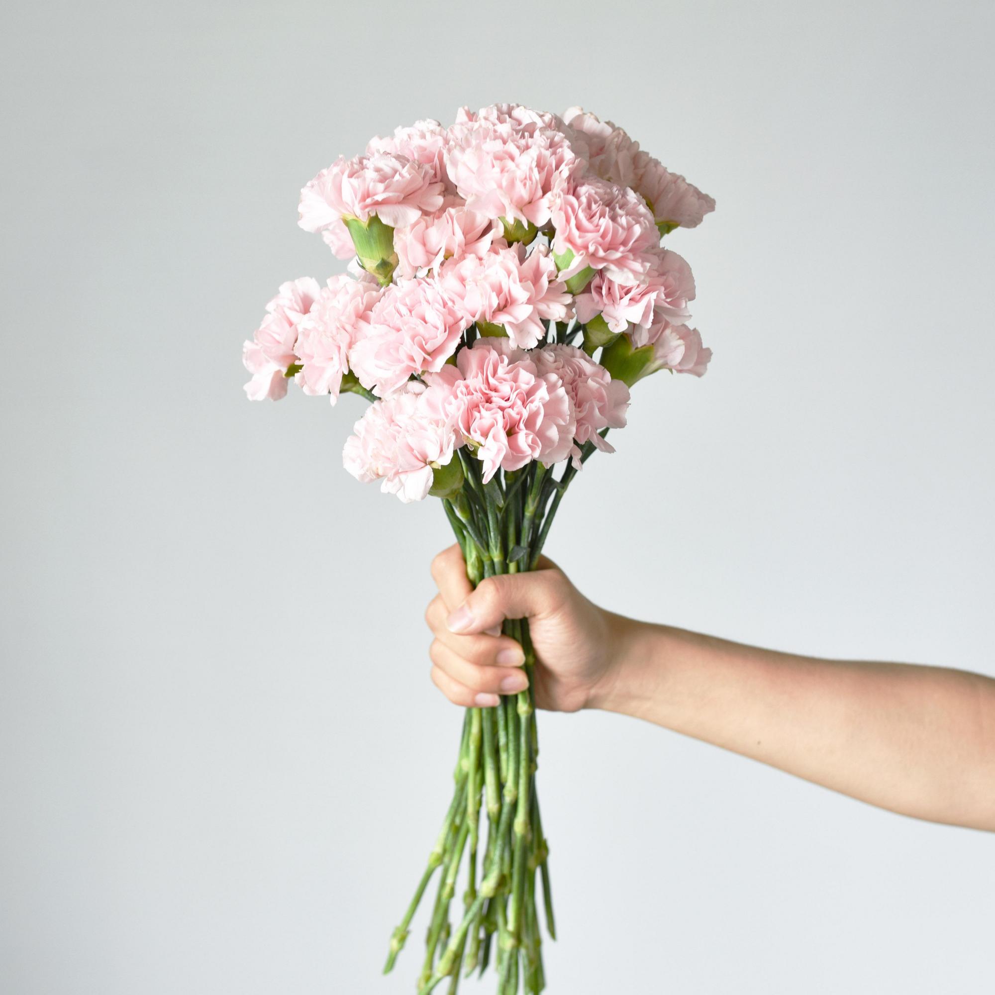 盆养康乃馨,注意这几点,你也能轻松养好它